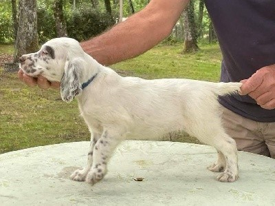 SANKA DU GRAND ARRIOU